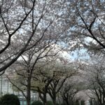 「ナショナルトレーニングセンター」横の桜並木