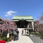 「南蔵院」とお隣の「新井邸」の桜