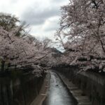 ちょっと足を延ばして「石神井川」の桜並木