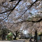 「蓮沼公園」の桜
