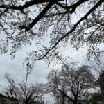①蓮沼公園の桜