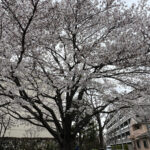 ④前野町のあるマンションのところに咲く桜