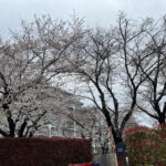 ⑤タニタふれあい広場の桜
