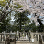 ⑤吉田松陰先生の墓碑と桜
