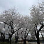 ⑥宮本町37番遊び場の桜