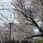 ⑦宮本町37番遊び場の桜（別角度から）