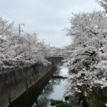 ⑨「かみいた」の桜（石神井川の山中橋）-2