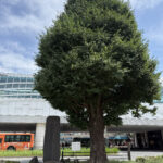 ①石神井公園駅南口前の大イチョウと「石神井火車站之碑」（「火車站」と中国語で「駅」の意）