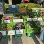 ⑭茨城県産の野菜も登場！長ナスと葉ショウガを買っちゃいました！