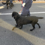 ⑤警察犬もパレード参加