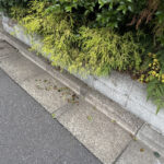 ②春は枯葉はありませんが、植木があるところでは花や葉が落ちているところがあります