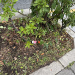 ⑤中山道の植え込みにはいろいろな物が捨てられています