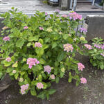 ⑮蓮沼公園のあじさいも咲き始めてきましたね